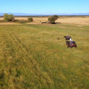 WORK-sunfedranch-dyecreekranch